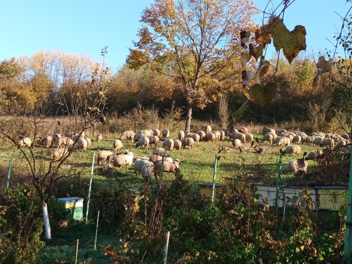 Colt De Rai - Camera De Inchiriat Reșița Dış mekan fotoğraf